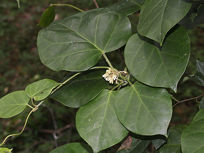 나도은조롱 사진 - Marsdenia tomentosa Morren & Decne. Photos