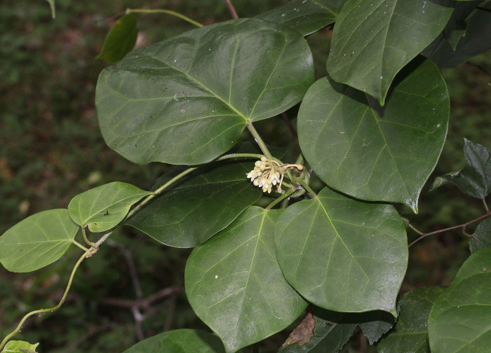 나도은조롱 - Marsdenia tomentosa Morren & Decne.