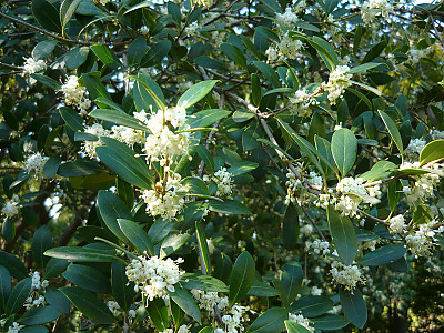 구골나무 사진 - Osmanthus heterophyllus (G.Don) P.S.Green Photos
