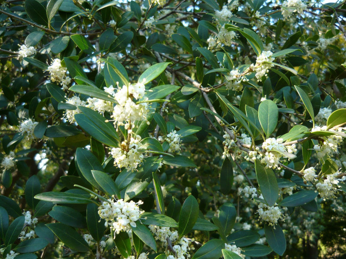 구골나무 - Osmanthus heterophyllus (G.Don) P.S.Green