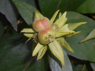 구슬댕댕이 사진 - Lonicera vesicaria Kom. Photos