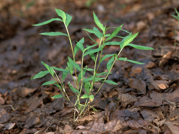나도바랭이새 - Japanese Stiltgrass, Microstegium vimineum (Trin.) A.Camus var. vimineum