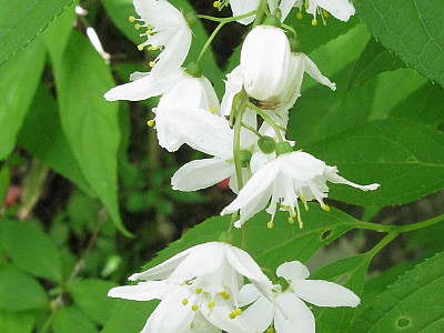 애기말발돌이 사진 - Deutzia gracilis Photos