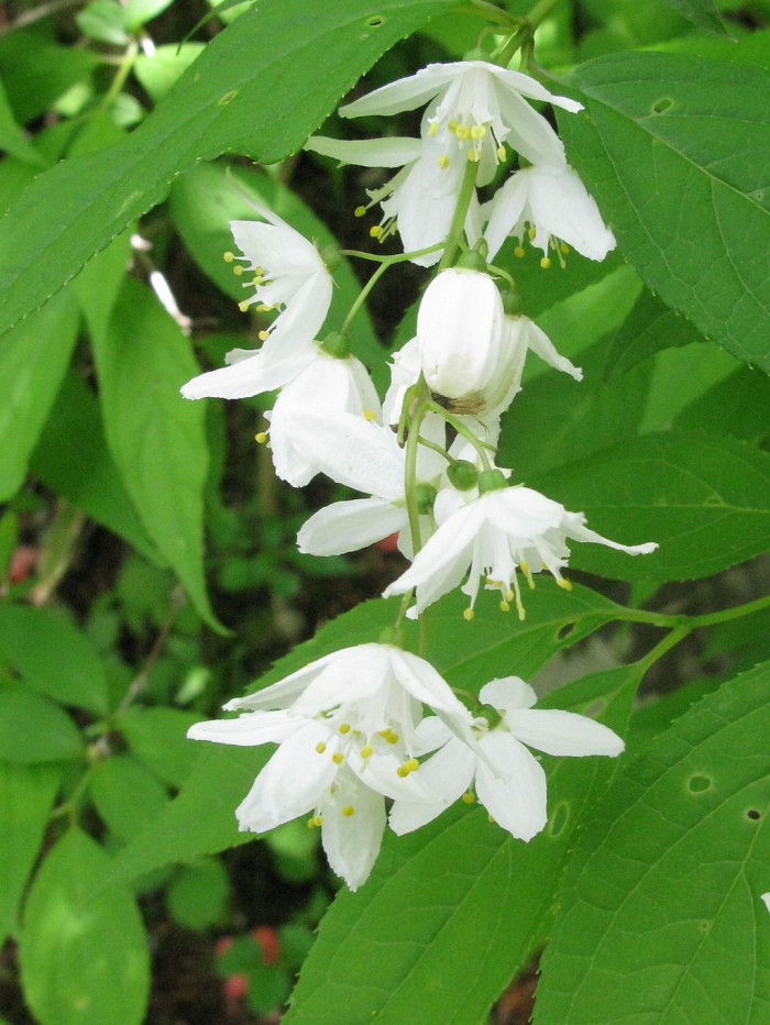 애기말발돌이 - Deutzia gracilis