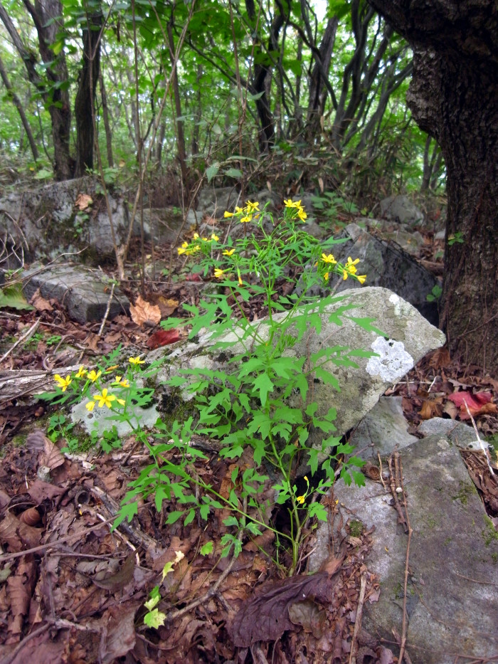 까치고들빼기 - Crepidiastrum chelidoniifolium (Makino) Pak & Kawano