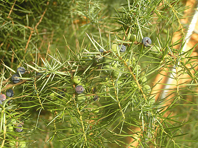 노간주나무 사진 - Juniperus rigida Siebold & Zucc. Photos