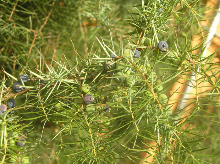 노간주나무 - Juniperus rigida Siebold & Zucc.