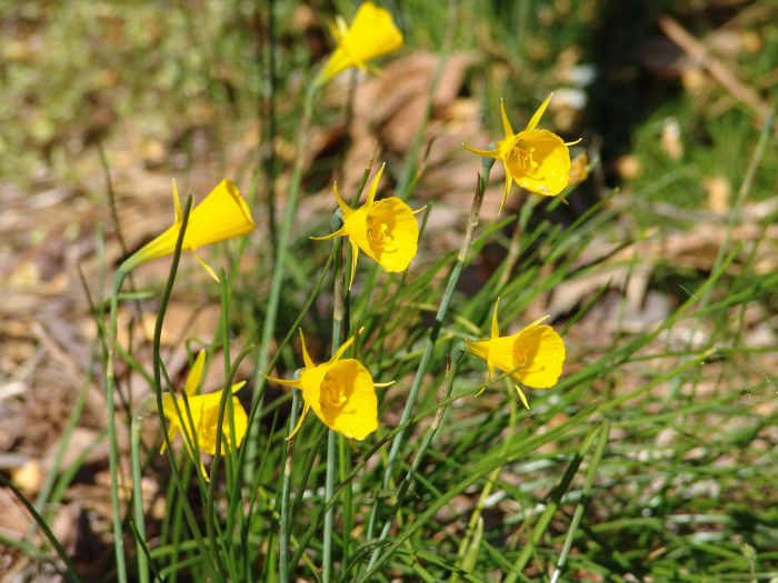 수선화 - daffodil, Narcissus tazetta var. chinensis