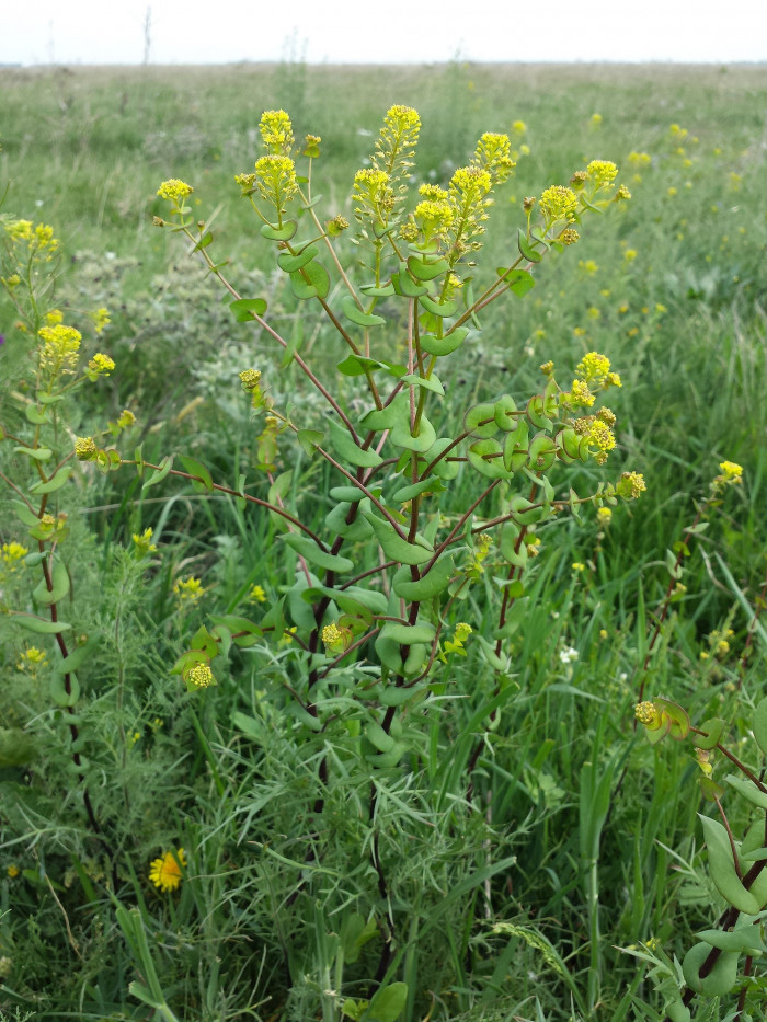 대부도냉이 - Lepidium perfoliatum L.