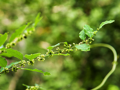 광대싸리 사진 - Securinega suffruticosa (Pall.) Rehder Photos