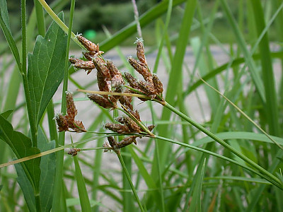 남하늘지기 사진 - Fimbristylis dichotoma for. floribunda (Miq.) Ohwi Photos