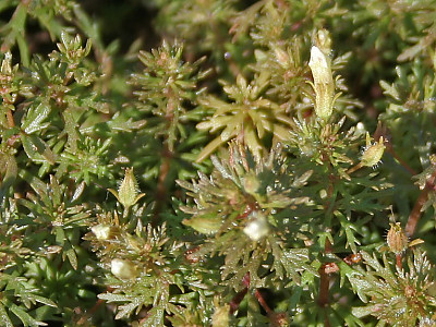 구와말 사진 - Limnophila sessiliflora (Vahl) Blume Photos