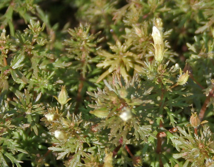구와말 - Limnophila sessiliflora (Vahl) Blume