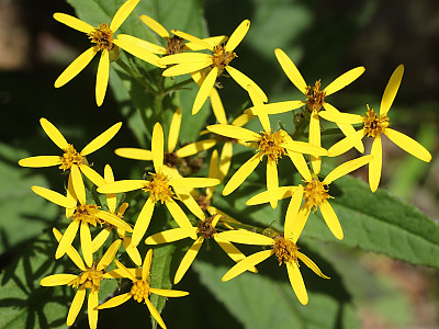 금방망이 사진 - Senecio nemorensis L. Photos