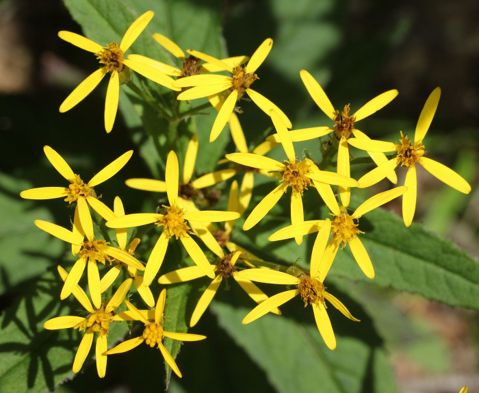 금방망이 - Senecio nemorensis L.