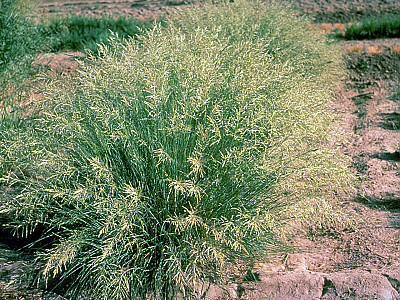 능수참새그령 사진 - Eragrostis curvula Nees Photos