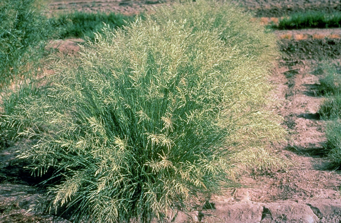 능수참새그령 - Eragrostis curvula Nees