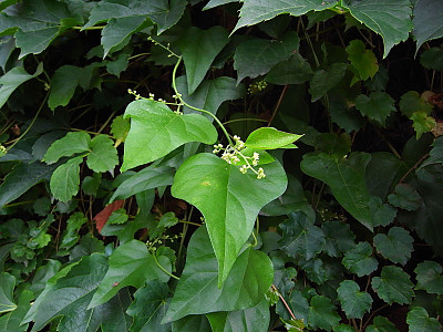 댕댕이덩굴 사진 - Cocculus trilobus Photos