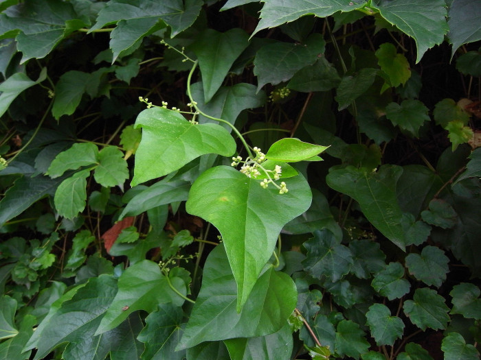 댕댕이덩굴 - Cocculus orbiculatus, Cocculus trilobus
