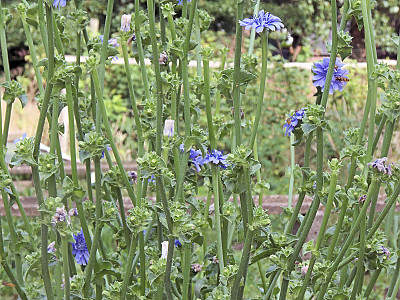 꽃상추 사진 - Cichorium endivia L. Photos