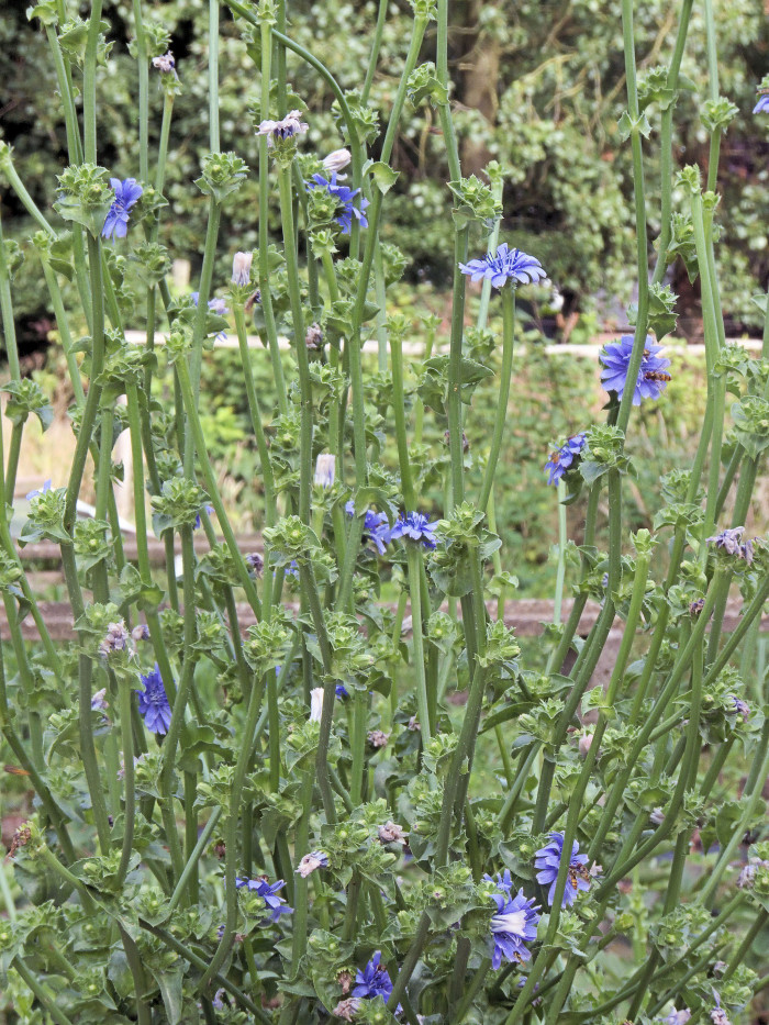 꽃상추 - Cichorium endivia L.