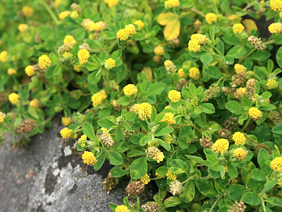 노랑토끼풀 사진 - Trifolium campestre Schreb. Photos
