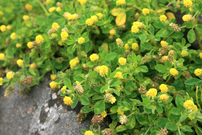 노랑토끼풀 - Trifolium campestre Schreb.