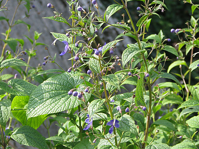 누린내풀 사진 - Caryopteris divaricata (Siebold & Zucc.) Maxim. Photos