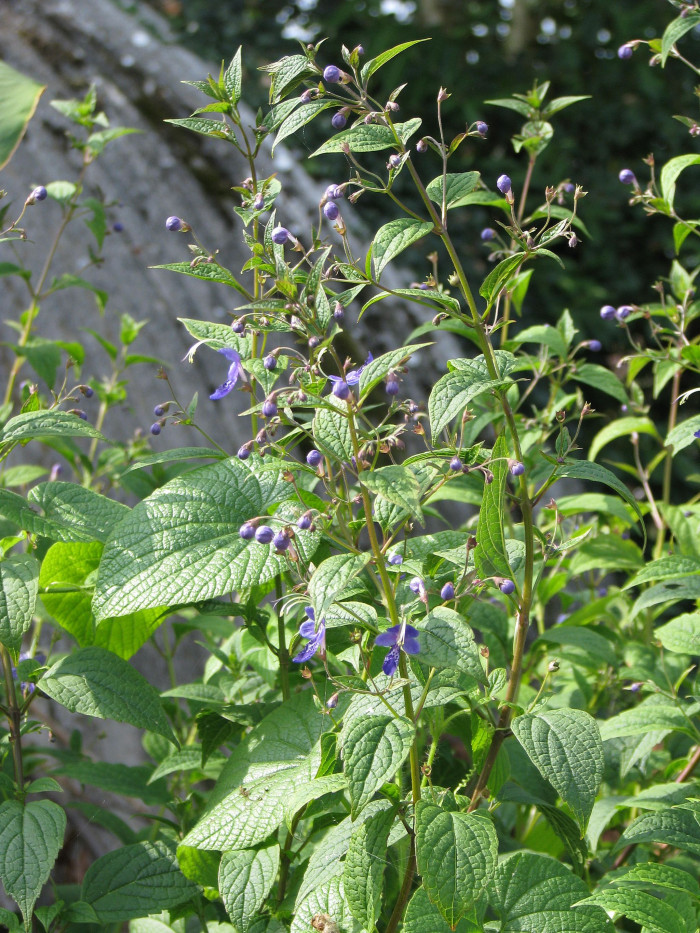 누린내풀 - Caryopteris divaricata (Siebold & Zucc.) Maxim.