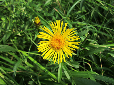 가는금불초 사진 - Inula britannica var. linariifolia (Turcz.) Regel Photos