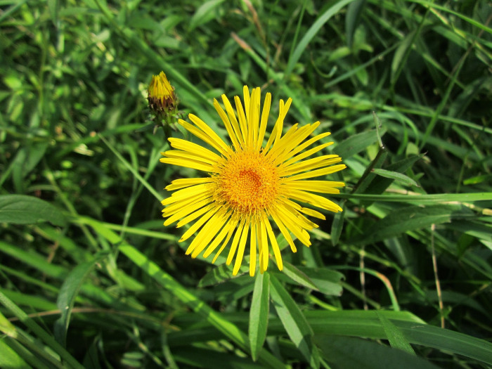 가는금불초 - Inula britannica var. linariifolia (Turcz.) Regel