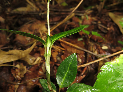 매화노루발 사진 - Chimaphila japonica Miq. Photos