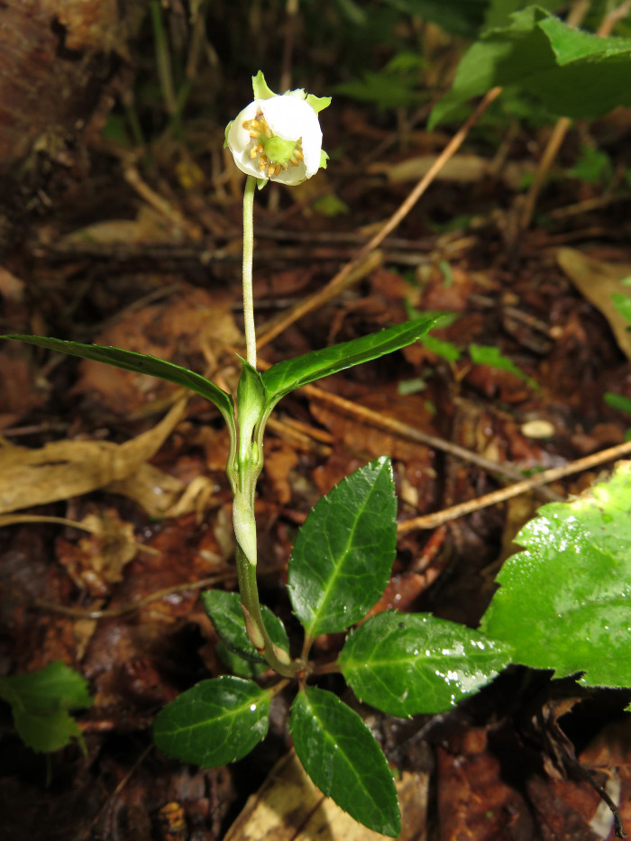 매화노루발 - Chimaphila japonica Miq.