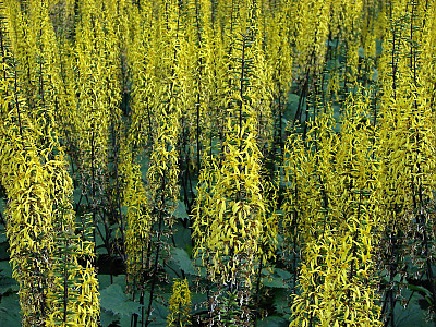 곤달비 사진 - Ligularia stenocephala (Maxim.) Matsum. & Koidz. Photos