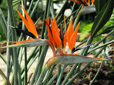극락조화 사진 - Strelitzia reginae Photos