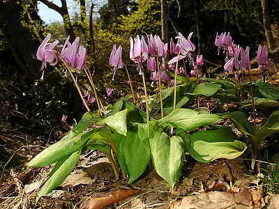 얼레지 사진 - Erythronium japonicum Photos