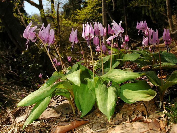 얼레지 - Erythronium japonicum