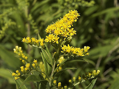 미국미역취 사진 - Solidago gigantea Photos