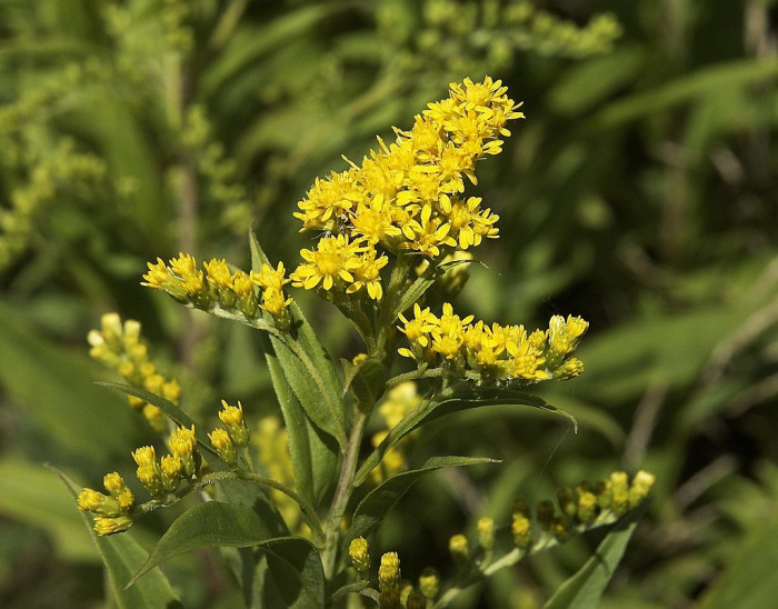 미국미역취 - Solidago gigantea, Solidago gigantea