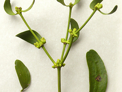 겨우살이 사진 - Viscum album var. coloratum (Kom.) Ohwi Photos
