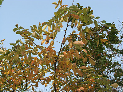 검양옻나무 사진 - Toxicodendron succedaneum (L.) Kuntze Photos