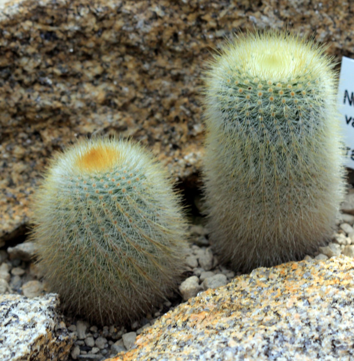 홍소정 - Notocactus scopa