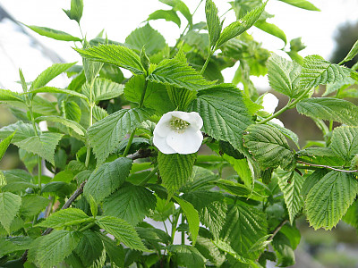 병아리꽃나무 사진 - Rhodotypos scandens  Photos