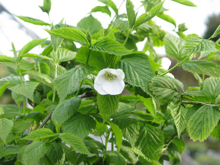 병아리꽃나무 - Rhodotypos scandens 