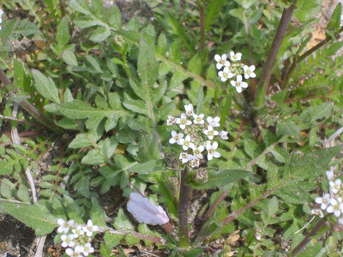 냉이 - Shepherd purse, Capsella bursapastoris (L.) L.W.Medicus