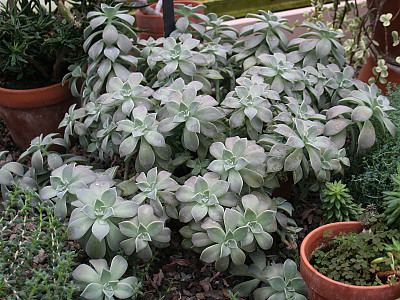 용월 사진 - Graptopetalum paraguayense  Photos