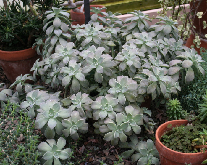 용월 - Graptopetalum paraguayense 