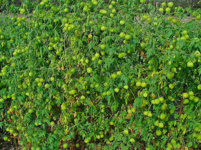 풍선덩굴 - Balloon vine, Cardiospermum halicacabum L.