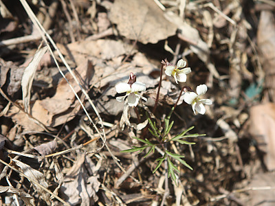단풍제비꽃 사진 - Viola albida for. takahashii (Makino) W.T.Lee Photos