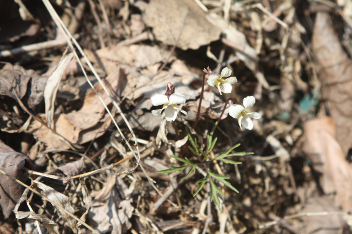 단풍제비꽃 - Viola albida for. takahashii (Makino) W.T.Lee